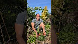 Everlastingstraw flower xerochrysum bracteatum gardening summerflowers driedflowers ideas [upl. by Brogle]