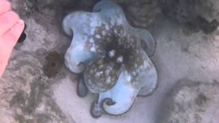 Octopus swimming at Malmok Beach Aruba [upl. by Enyala]