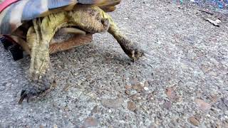 Wheelchair Tortoise Learning To Walk Tortoise shorts trending [upl. by Harper218]