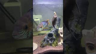 Обед у Анциструсов aquarium fish акара andinoacara [upl. by Emory]