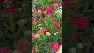 Growing Achillea Tips Paprika Achillea Yarrow Plants Yarrow GardeningTips [upl. by Harned]