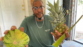 Growing a Pineapple  Watermelon Hybrid in my home garden Experiment [upl. by Aliel]