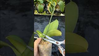 Growing Phalaenopsis orchids is easy and blooms quickly plants garden [upl. by Mlehliw398]