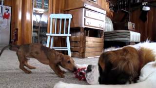 St Bernard vs Miniature Dachshund XVII  The Tug of War II [upl. by Alit]