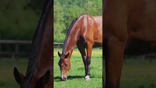 Le CRI du CHEVAL de la JUMENT  cheval animals ferme [upl. by Asilem]