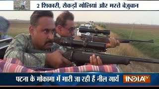 Hunting Operations Bihar Government Allows to Shot Nilgai in Mokama [upl. by Nelleh347]