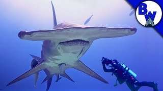 MASSIVE Hammerhead Shark Filmed in Bahamas [upl. by Bela]