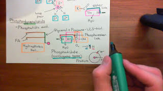 Phospholipase C Gamma Enzymes Part 1 [upl. by Sirois]