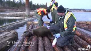 People free sea lion entangled in garbage [upl. by Dulcine]