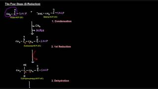 Fatty Acid Synthesis Part 5 of 12  Palmitate Synthesis [upl. by Asyle]