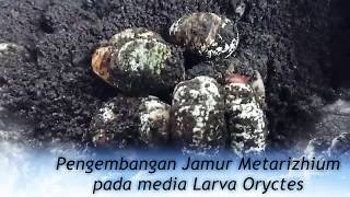 Part 1 Pengembangan Jamur Metarizhium pada Media Larva Oryctes [upl. by Ivad]