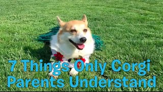 7 Things Only Corgi Parents Understand [upl. by Enaols]