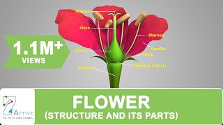 Flower Structure and its Parts [upl. by Seluj]