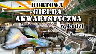 HURTOWA Giełda Akwarystyczna w Łodzi [upl. by Annabal]