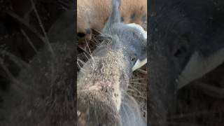 Pig diet feedtime homestead thebackyardbarn [upl. by Latihs]