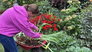 Dividing amp Transplanting Bearded Iris Rhizomes Transplanting Japanese Anemones Garden Fireworks [upl. by Ferne]