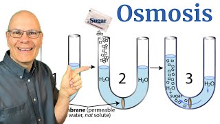 Osmosis Explained in 8 Minutes for AP Bio [upl. by Sinnylg]