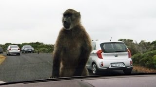 Affenartig Pavianplage in Südafrika  SPIEGEL TV [upl. by Einahpets]