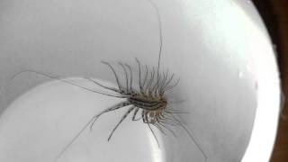 House Centipede Scutigera coleoptrata [upl. by Llerrahs]