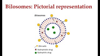 Bilosomes I Organic Nanomaterials I Nanobiotechnology [upl. by Sedrul]