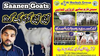 saanen goat  saanen goats farm in Pakistan  saanen goat price in Pakistan  bakri wala [upl. by Draper]