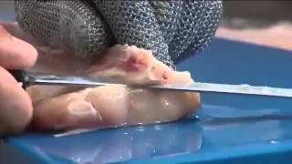 How to Fillet Rig Dog Fish  by Dean Grooby Knifetechnz Ltd [upl. by Reteid]