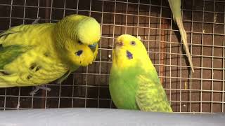 Male BudgieParakeet Sounds Of Flirting Oliver And AdeleВолнистых попугаев [upl. by Nilhtac447]