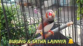 beautiful zebra finch chirping very sweet [upl. by Tamra]