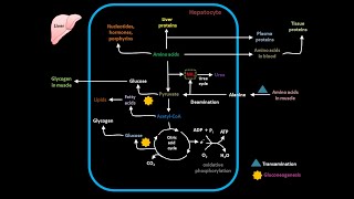 Amino acid metabolism in liver [upl. by Sikleb742]