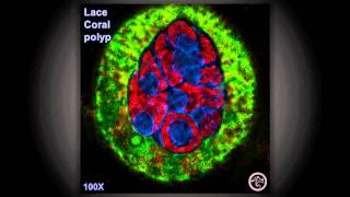 Coral Under Confocal [upl. by Eineg]