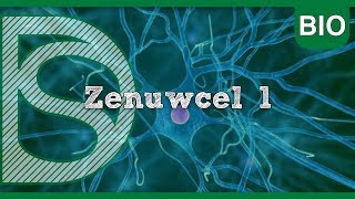 Examen biologie  Zenuwcel deel 1 Zenuwstelsel en spieren [upl. by Assenaj917]