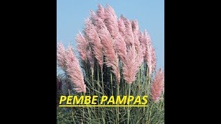 Pampas Cortaderia selloana tohumları nasıl çimlendirilir  1 [upl. by Eveineg]