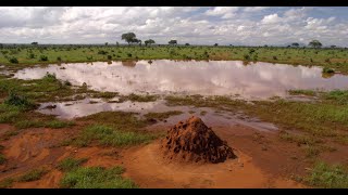 Once upon a time in Tsavo  Trailer 2023 [upl. by Dorren486]