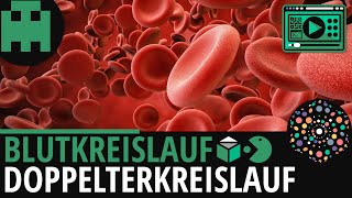 Blutkreislauf einfach erklärt│Biologie Lernvideo Learning Level Up [upl. by Aile]