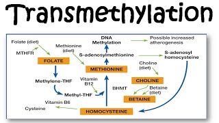 Transmethylation [upl. by Aiyt]