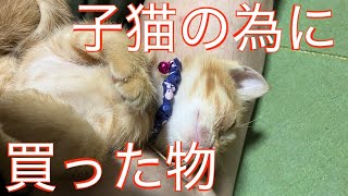 ‼️‼️子猫の為に買った物😊‼️‼️ 喜んでくれるかな？ のんびり日記😊 [upl. by Dmitri]