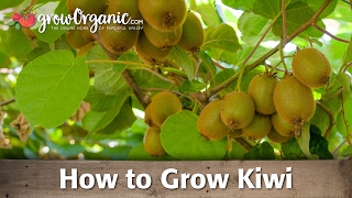 How to Grow Organic Kiwi [upl. by Grindle589]