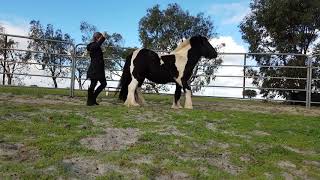 How To Teach Your Horse to Halt and Back Up Bridleless No bits No ropes Liberty horsemanship [upl. by Asiral51]