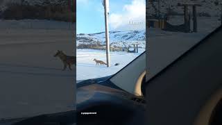 AMIGOS EN LA NIEVE Filman a un zorro y un zorrino juntos en El Chaltén en medio de la ola polar [upl. by Solomon]