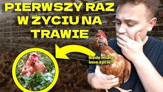 URATOWAŁEM KURY Z FERMY  ICH PIERWSZY RAZ NA ZEWNĄTRZ [upl. by Ylahtan]