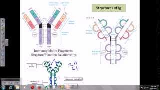 Immunoglobulins [upl. by O'Kelly]