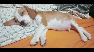 The Beagle boy  Sleeping Ziggy Mochi beagle beaglepuppy [upl. by Lyall]