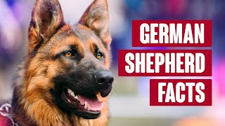 German Shepherd Everything You Need to Know [upl. by Alliuqet]