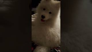 The Charismatic Smile of a Little Samoyed samoyed papi [upl. by Waine]