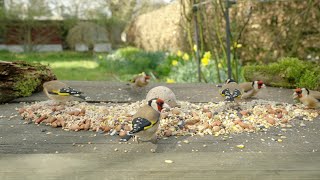 Goldfinch and pheasant bonanza  relaxing garden bird table TV with spring birdsong and daffodils [upl. by Norty]