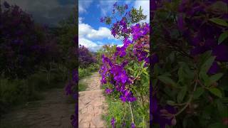 Biggest Melastoma Plant in Munnar 😍 ytshort melastoma floweringplant [upl. by Slerahc]