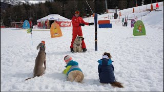 La Plagne lance la 1ère École de Ski Canine au Monde [upl. by Elleinad]