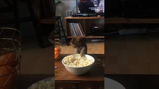 Never Seen a Cat Eat Popcorn 🍿 [upl. by Minta]