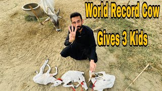 Cow Give 3 Kids Sets New World Record  Complete Documentary [upl. by Nosmoht]