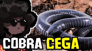 Os vertebrados mais esquecidos da Biologia Gymnophiona [upl. by Reeher392]